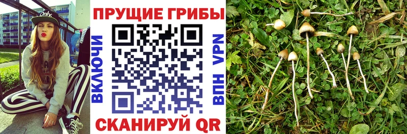 Псилоцибиновые грибы Psilocybe  Сольвычегодск 